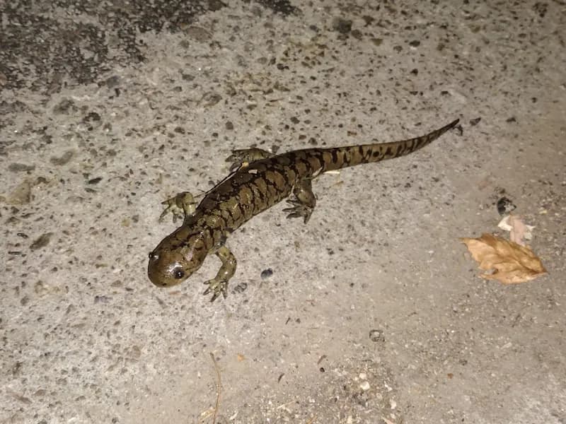 Photo of Ambystoma mavortium melanostictum
