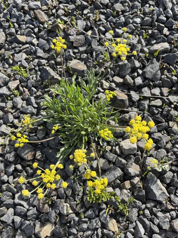 Photo of Lomatium pastorale