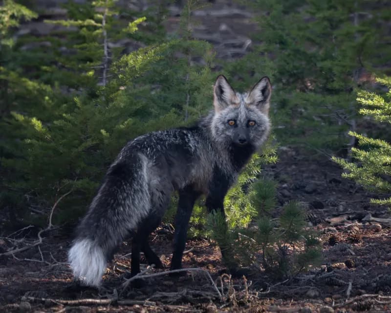 Photo of Vulpes vulpes necator