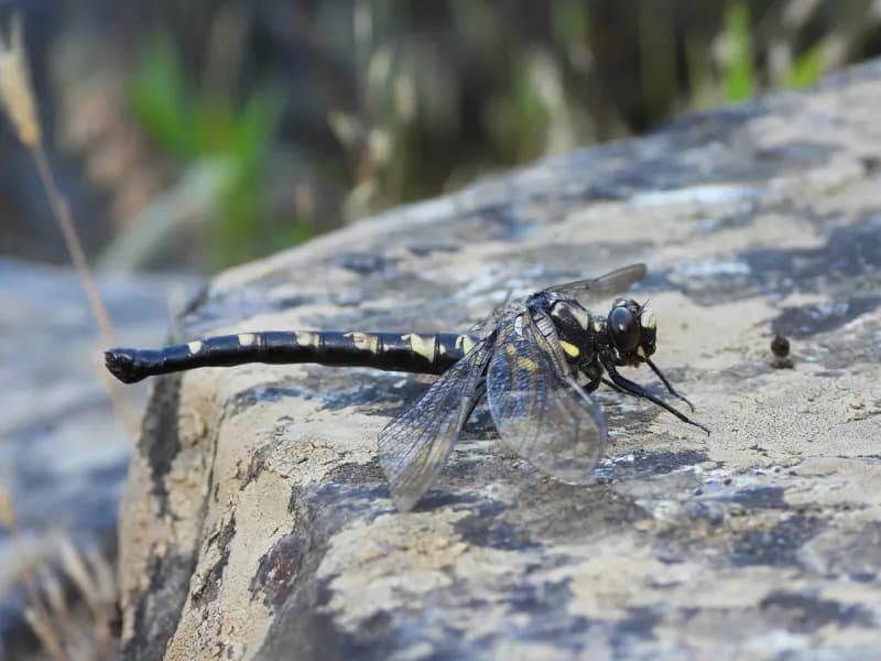 Photo of Tanypteryx hageni