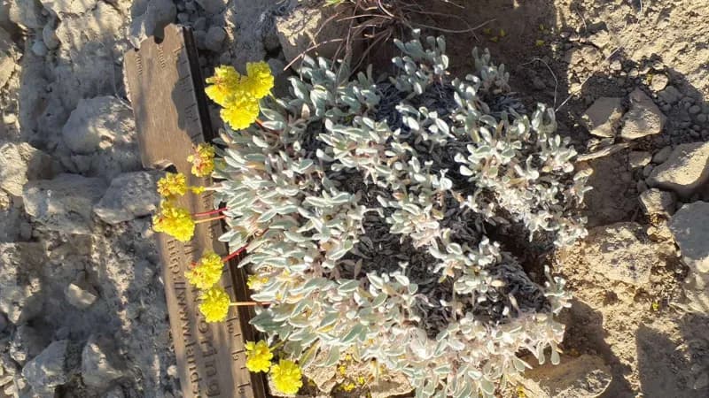 Photo of Eriogonum crosbyae var. mystrium
