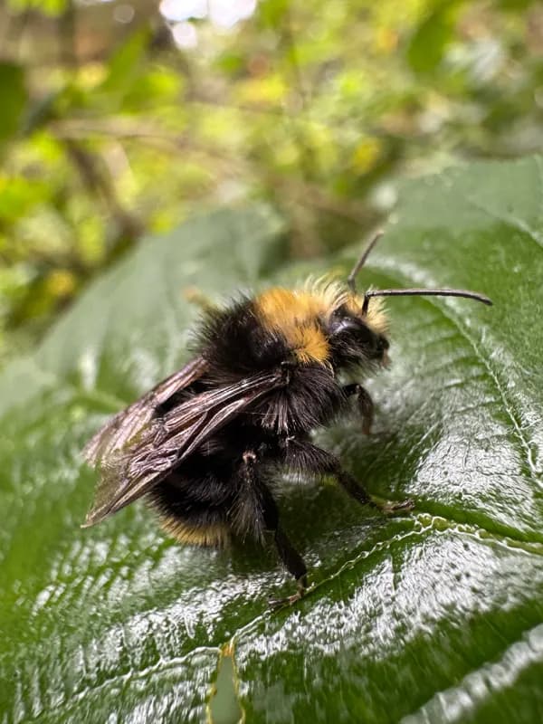 Photo of Bombus caliginosus