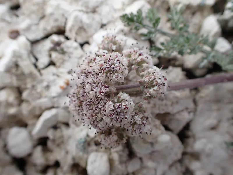 Photo of Lomatium bentonitum