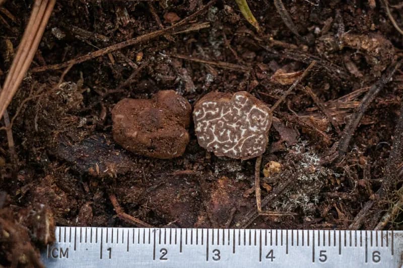 Photo of Tuber whetstonense