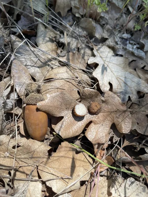 Photo of Tuber quercicola