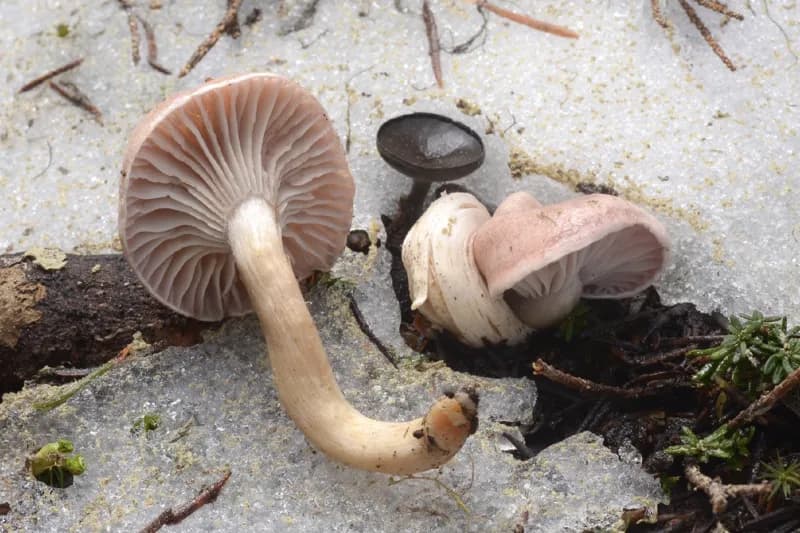 Photo of Hygrophorus goetzei