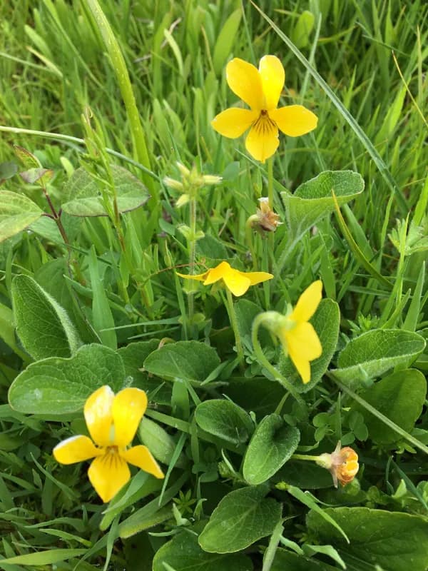 Photo of Viola praemorsa ssp. praemorsa