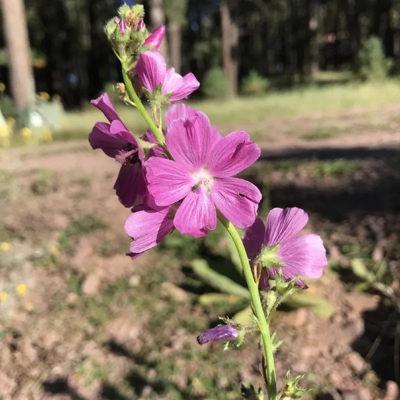 Photo of Sidalcea neomexicana