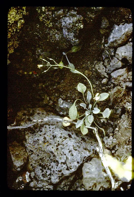 Photo of Physaria kingii ssp. diversifolia