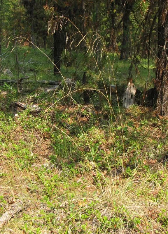Photo of Eriocoma richardsonii