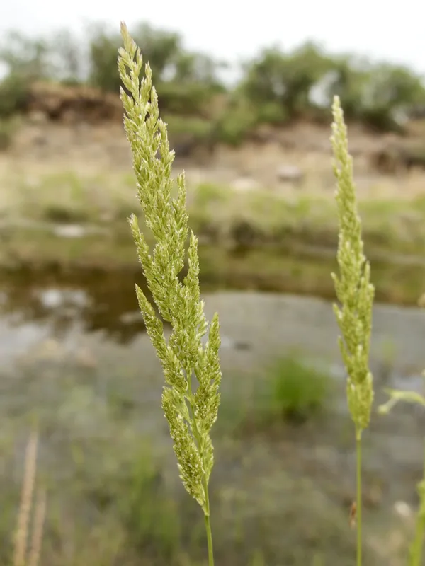 Photo of Sphenopholis obtusata