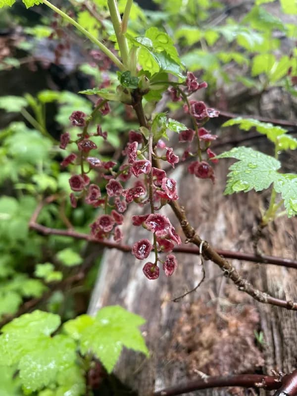 Photo of Ribes triste