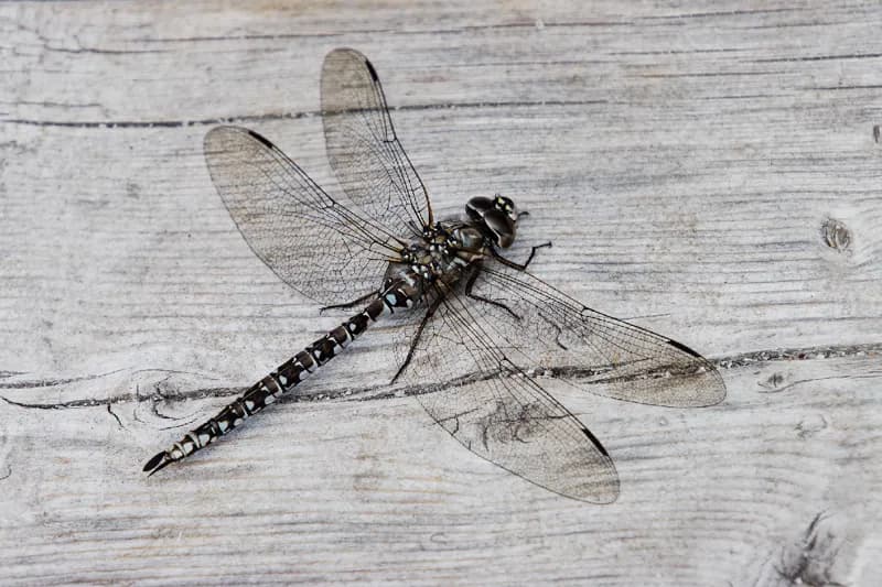 Photo of Aeshna sitchensis