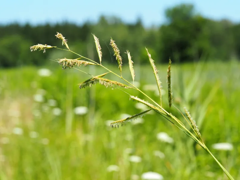 Photo of Spartina pectinata