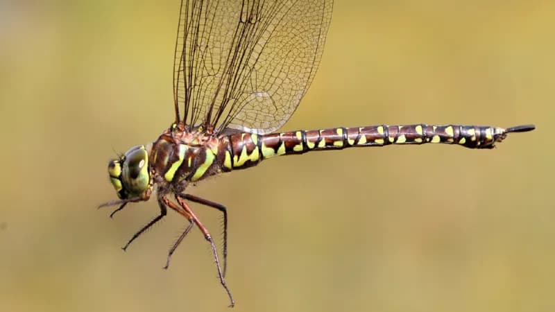 Photo of Aeshna subarctica