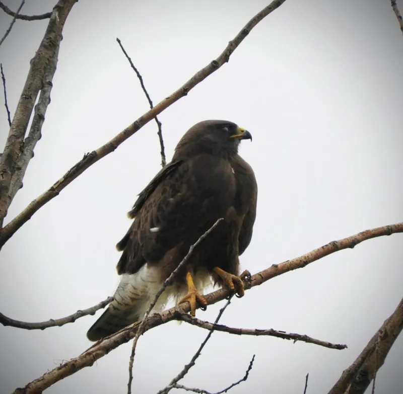 Photo of Buteo swainsoni