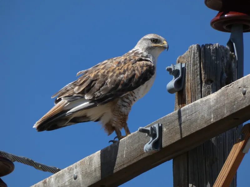 Photo of Buteo regalis