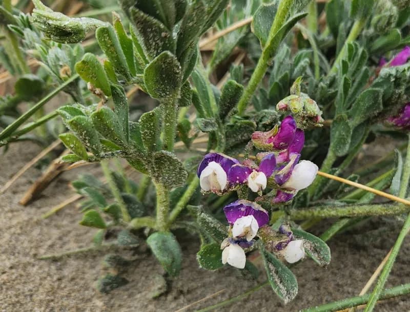Photo of Lathyrus littoralis