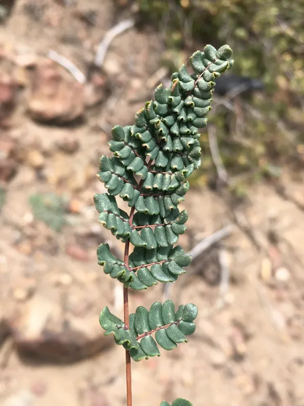 Photo of Pellaea mucronata ssp. californica