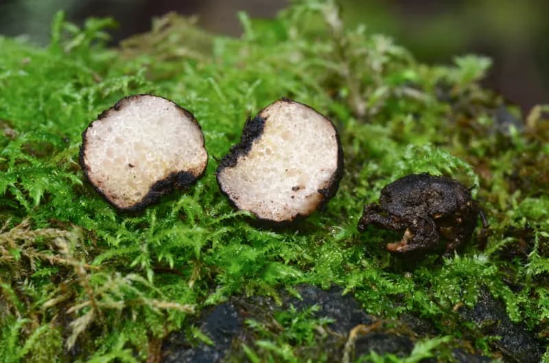 Photo of Melanogaster natsii