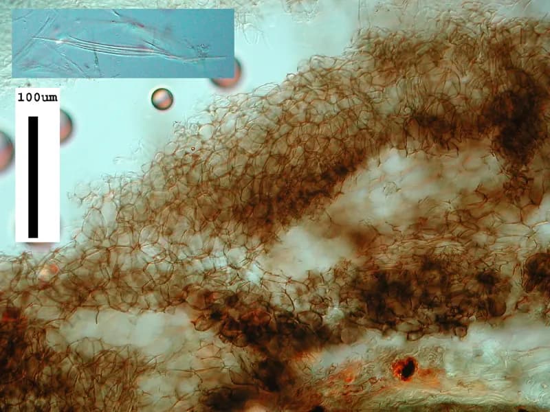 Photo of Vibrissea filisporia