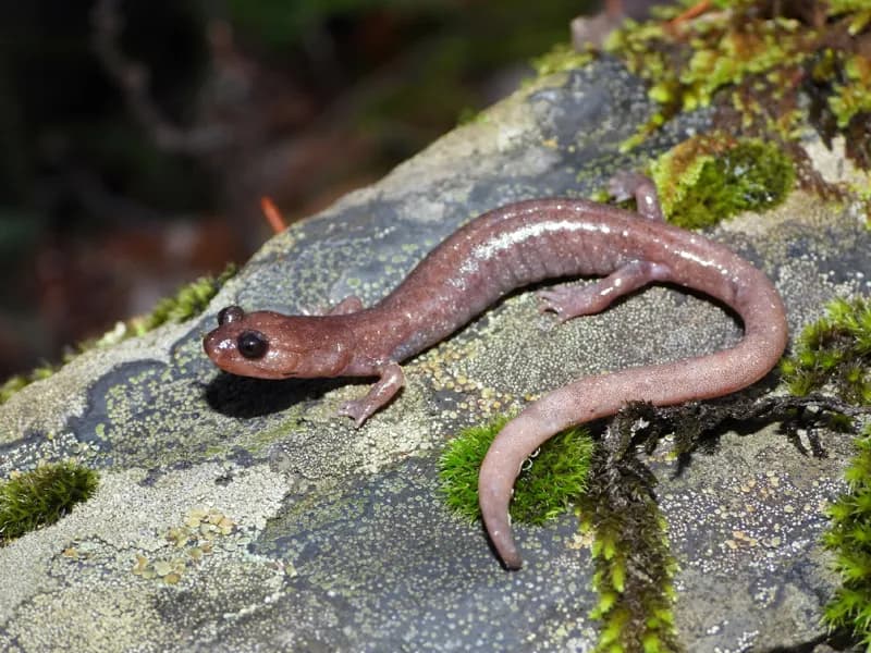 Photo of Plethodon stormi