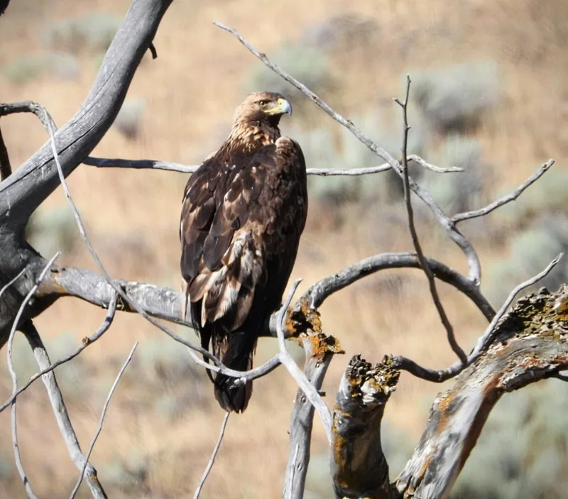 Photo of Aquila chrysaetos