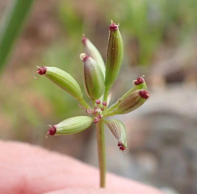 Photo of Lomatium tarantuloides