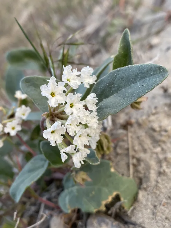 Photo of Abronia mellifera