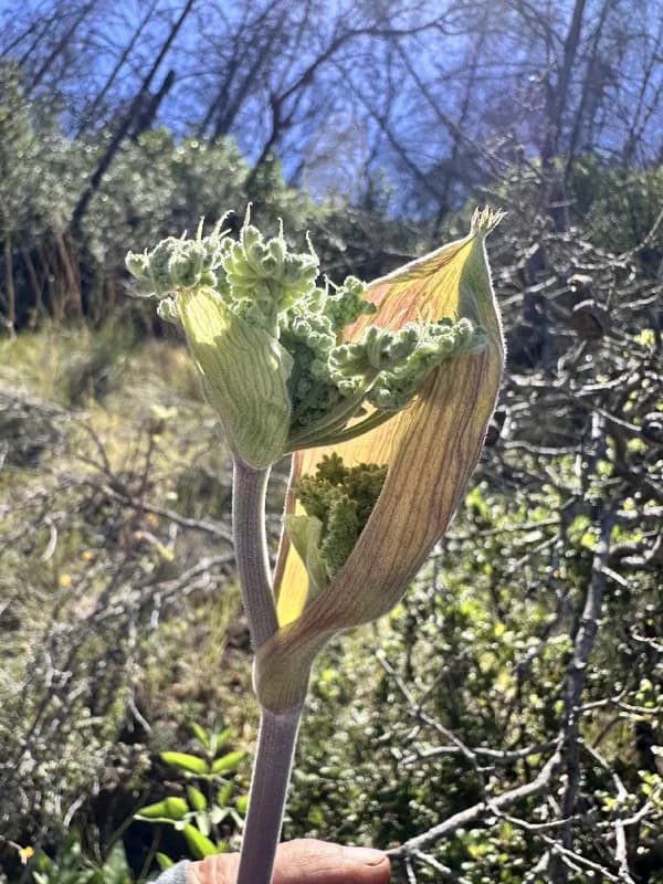 Photo of Angelica tomentosa