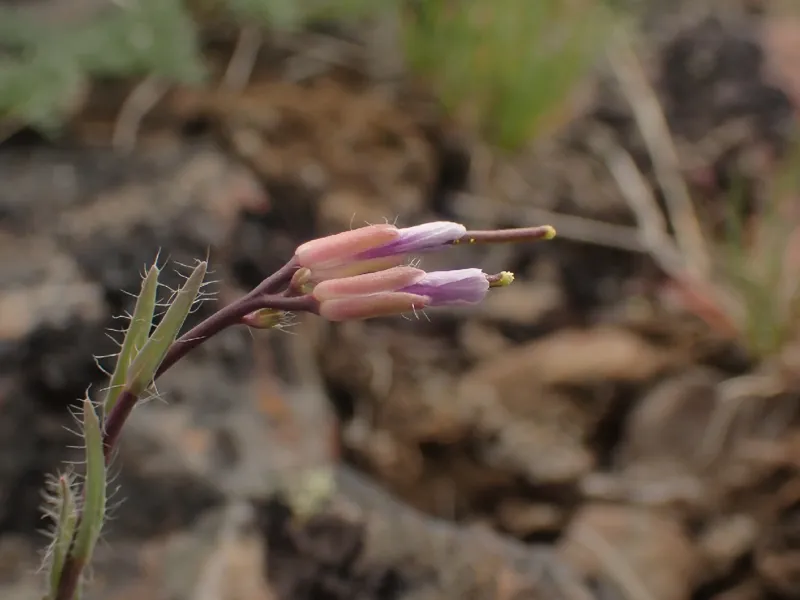 Photo of Boechera cusickii