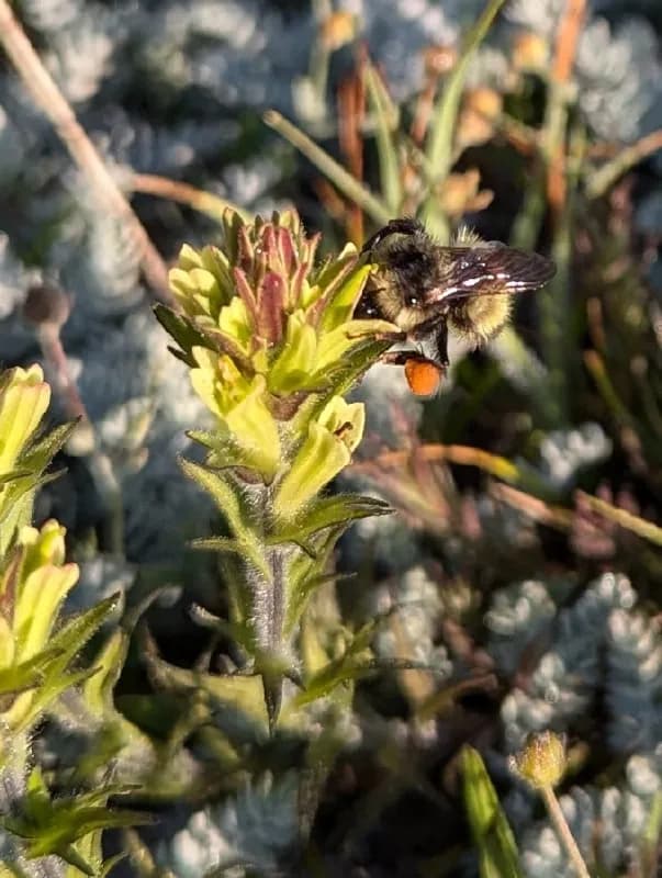 Photo of Castilleja collegiorum