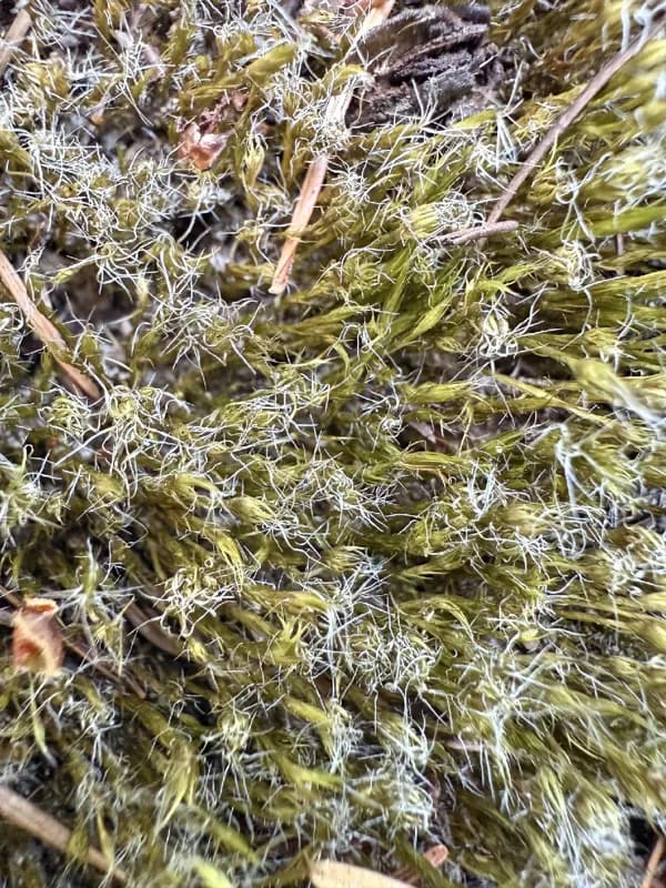 Photo of Racomitrium lanuginosum