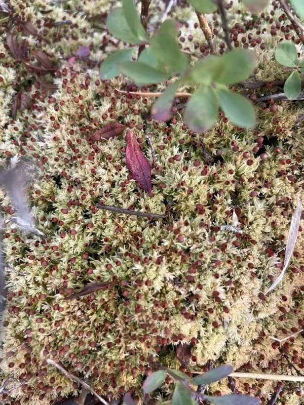 Photo of Sphagnum compactum