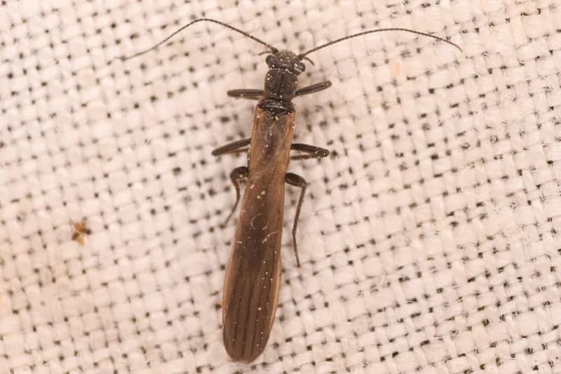 Photo of Pomoleuctra andersoni