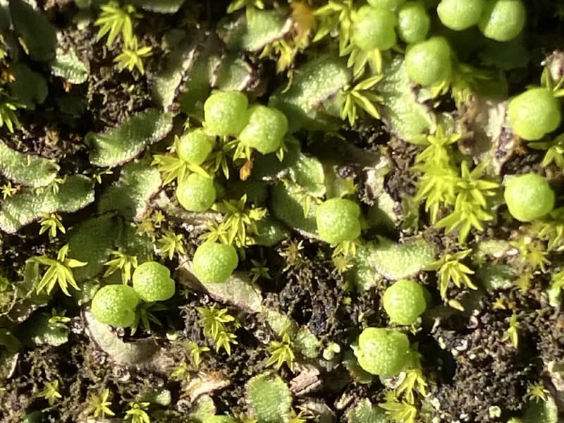 Photo of Asterella bolanderi