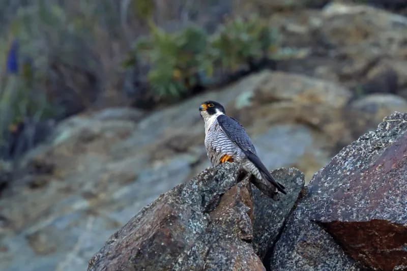 Photo of Falco peregrinus anatum