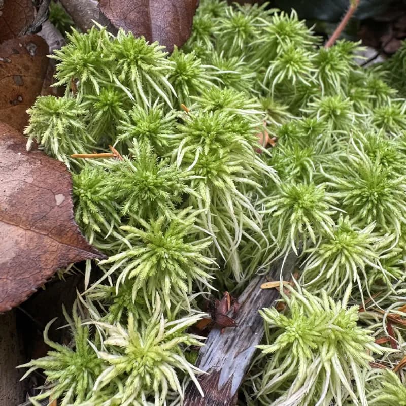 Photo of Sphagnum rubiginosum