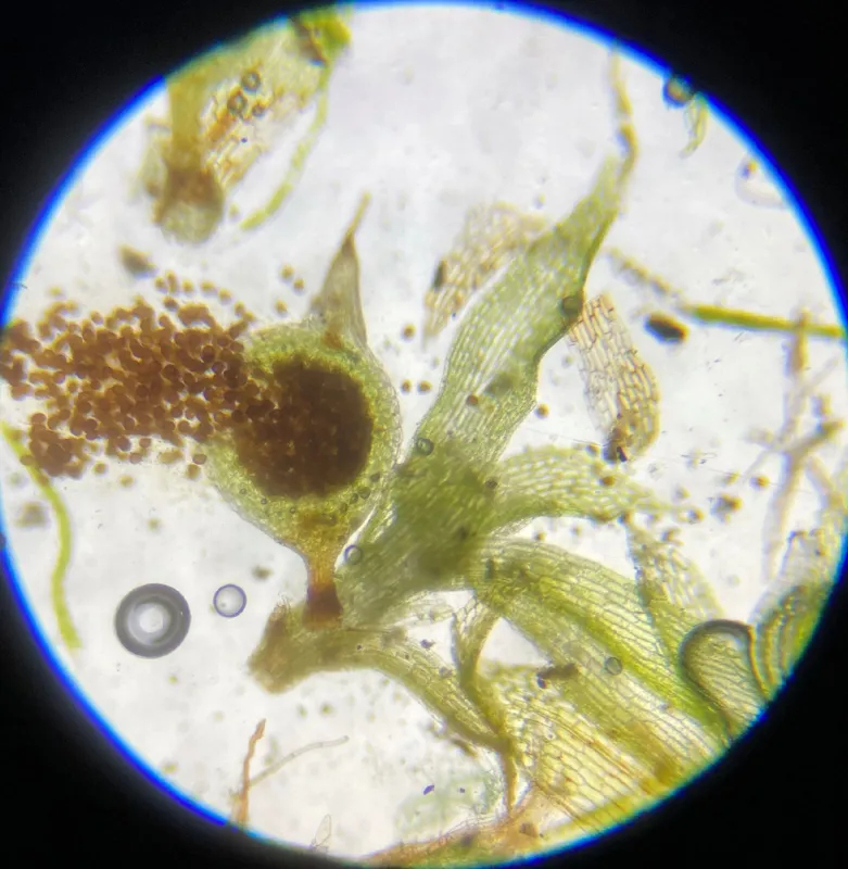 Photo of Physcomitrella readeri