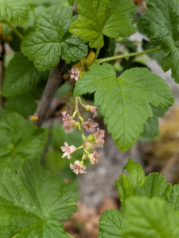 Photo of Ribes acerifolium