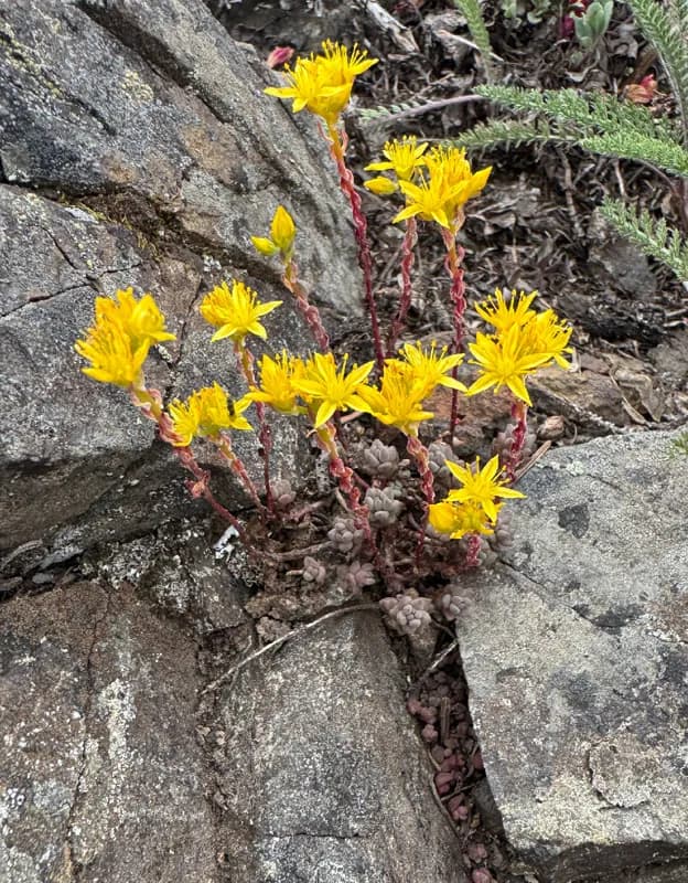 Photo of Sedum rupicola