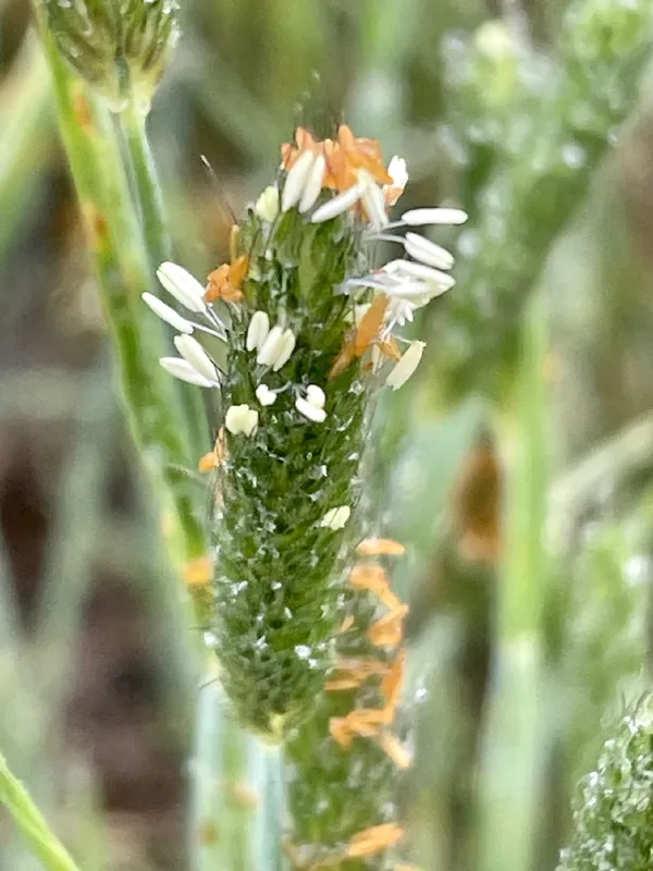 Photo of Alopecurus saccatus