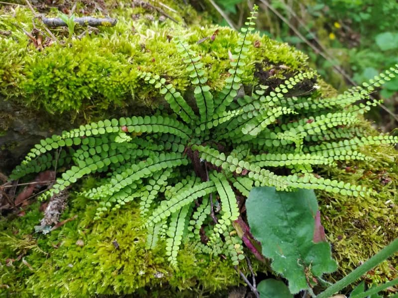 Photo of Asplenium trichomanes ssp. quadrivalens