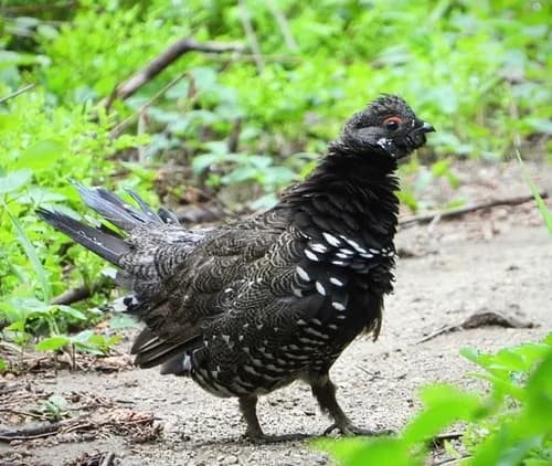 Photo of Canachites canadensis
