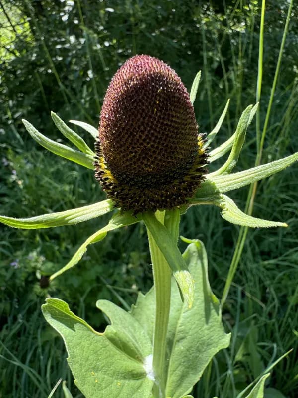 Photo of Rudbeckia alpicola