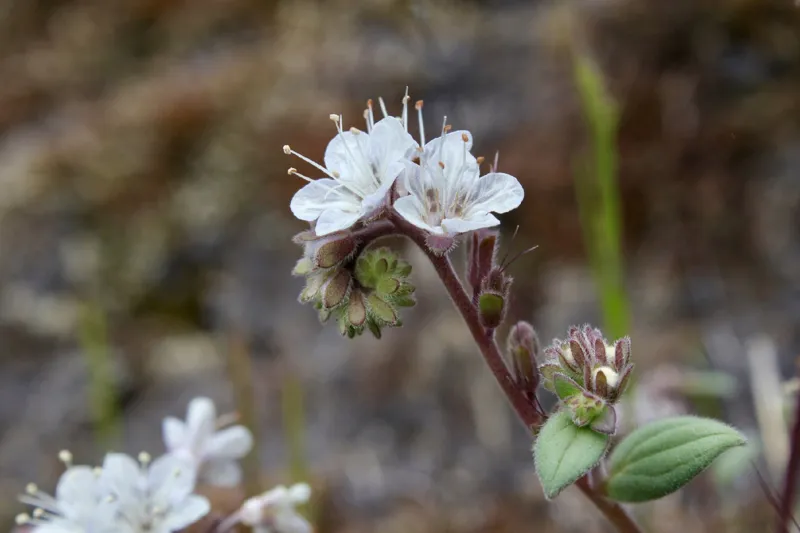 Photo of Phacelia thermalis