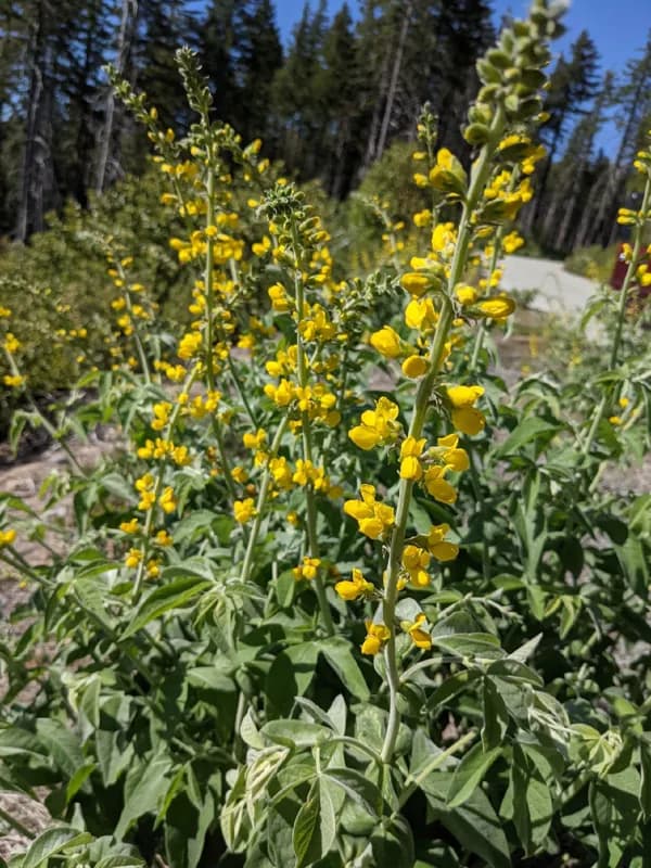 Photo of Thermopsis robusta