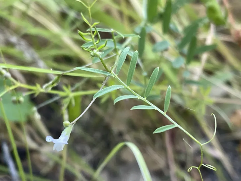 Photo of Vicia hassei