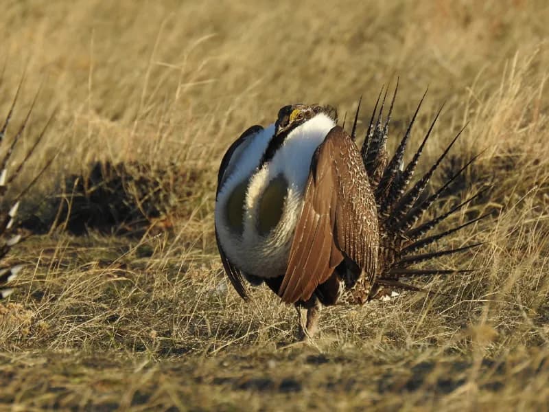 Photo of Centrocercus urophasianus