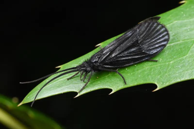 Photo of Namamyia plutonis